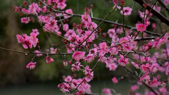 盛开的红梅花在春雨中摇曳