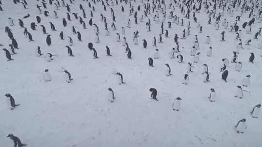 北极巴布亚企鹅群冰雪覆盖的表面