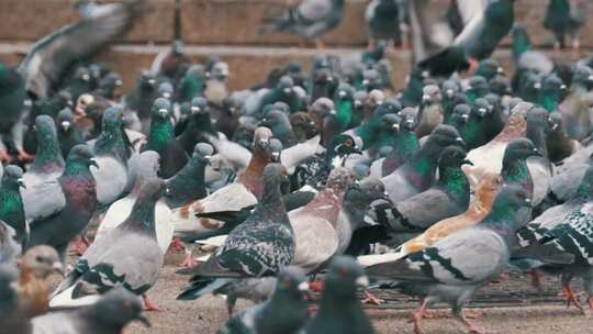 一大群鸽子在城市公园户外吃面包