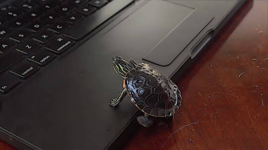 爬向键盘的小乌龟