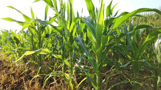 乡村田园玉米种植高粱地4k实拍