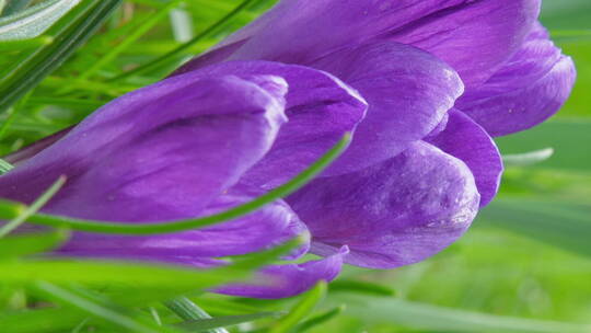 紫罗兰花瓣的特写