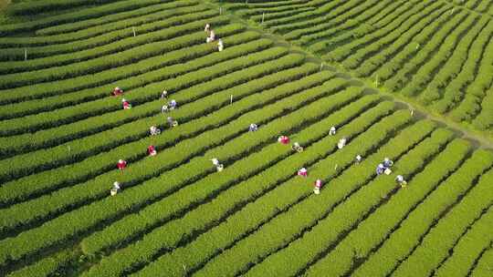 茶园正在采茶叶的茶农