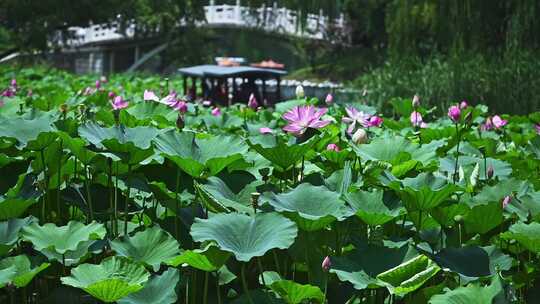 夏季荷塘湖面游船摇橹船赏荷花荷叶