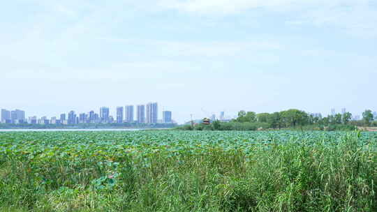 武汉江夏区黄家湖湿地公园