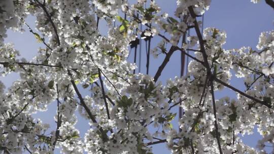 春天树木上开出白色小花梨花