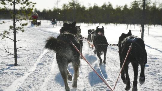 雪橇狗在雪地里奔跑