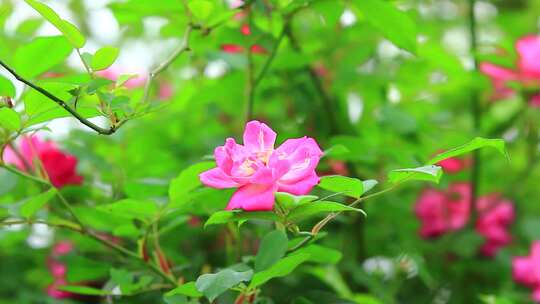 春天盛开的月季花实拍素材