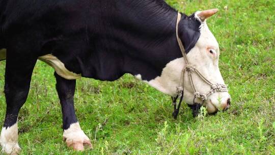 高原牧场母牛奶牛吃草