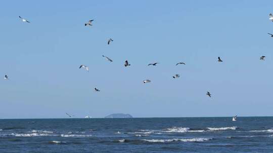 夕阳海面海浪海鸥升格空镜