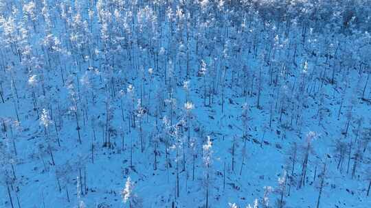 鸟瞰林海雪原阳光雪林