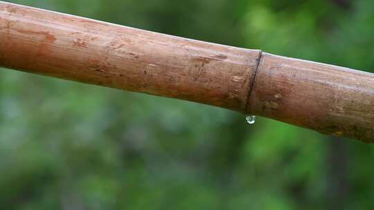 下雨天竹节上面的雨滴视频素材模板下载