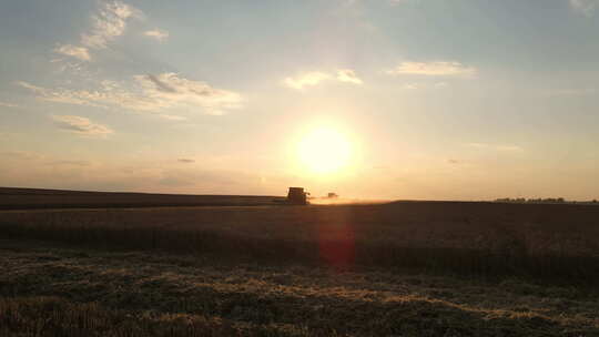 联合收割机在日落时在麦田里工作。有机农业。