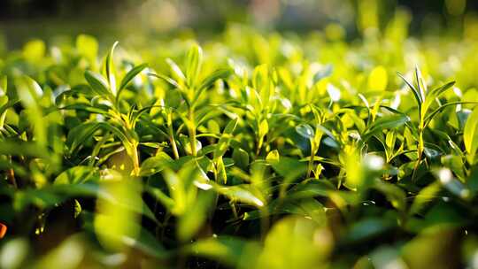 翠绿茶叶嫩芽特写镜头茶文化