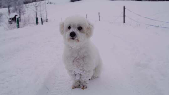 狗、雪、冬天、梗