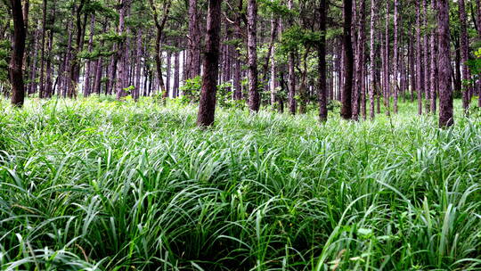 北方山林茅草松树林夏天视频素材模板下载