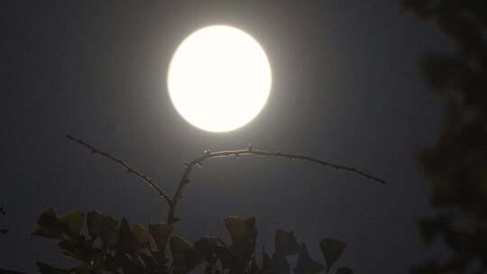 十五的夜晚圆月挂在树梢