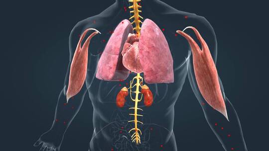 医学人体器官肾脏内分泌系统肾上腺三维动画