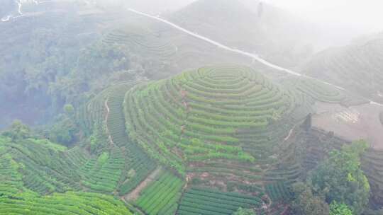 四川雅安大地指纹茶山茶园日出晨雾航拍