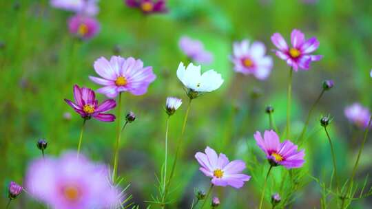 格桑花合集 格桑花海 野花盛开 格桑花升格