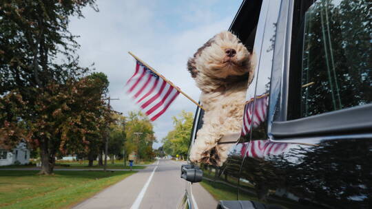 行驶的汽车车窗趴着泰迪狗拿着旗帜的视频