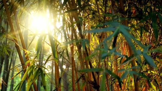 阳光透过竹林视频素材模板下载