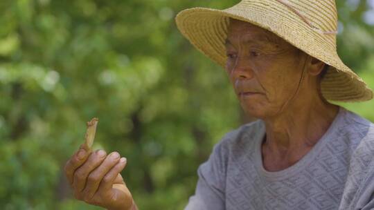 中药材三七农户晾晒中药三七视频素材模板下载