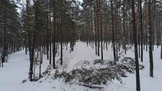 航拍大雪过后的松树林