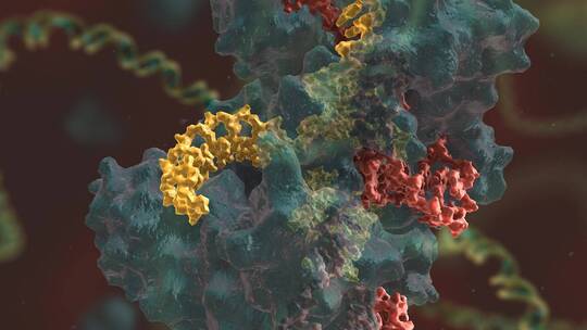 生物科学 基因编辑 DNA 基因工程 医学动画