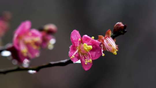 春天雨中的梅花花朵特写
