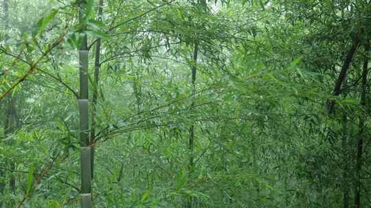 下雨天茂密的竹林枝叶繁茂生机勃勃的景象