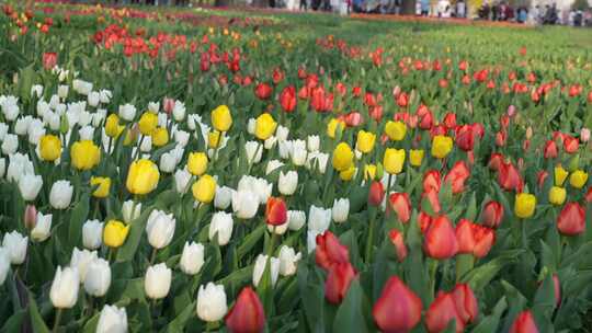 国家植物园 春天的郁金香花海