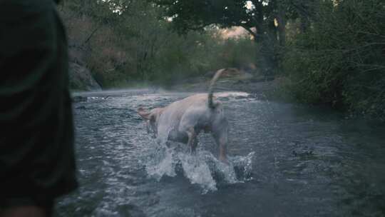 狗在河里接住了一个球