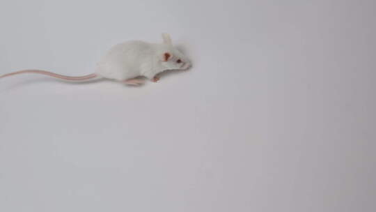 白老鼠躺在白色背景上视频素材模板下载