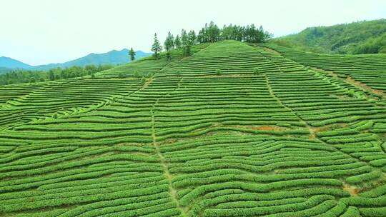 航拍春天茶山梯田武夷山燕子窠生态茶园