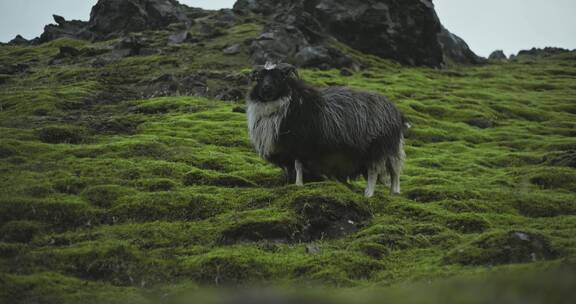 绵羊在山脉上吃草