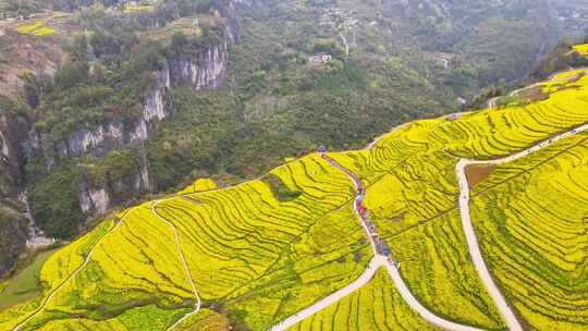 美丽春天农村三农油菜花花海航拍