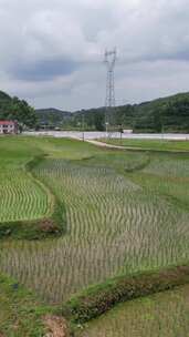 竖版航拍水稻农田梯田种植