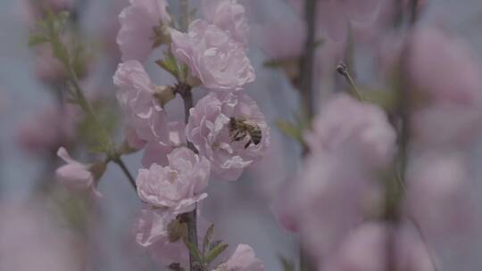 蜜蜂桃花采蜜慢镜头升格LOG视频素材模板下载