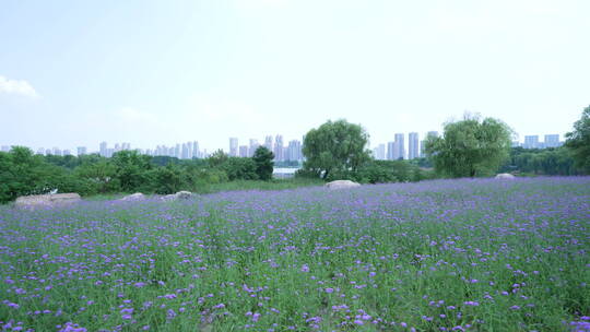 武汉市汉阳区墨水湖公园