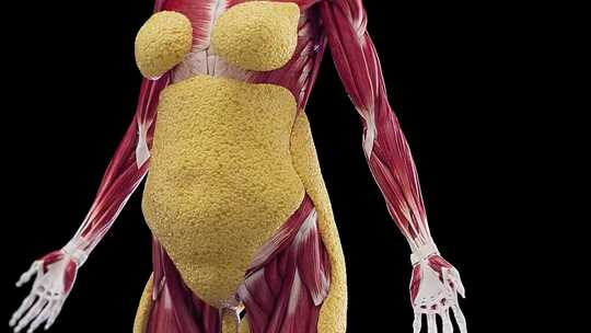 人体脂肪增减演示