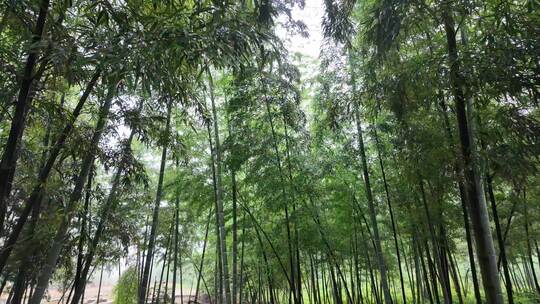 竹林竹子竹叶禅意下雨天唯美空镜