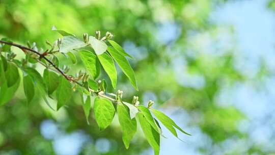 春天阳光下的桃树树叶发芽结果果实特写