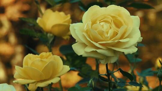 盛开的黄玫瑰视频素材模板下载