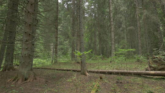 在森林里的特写镜头