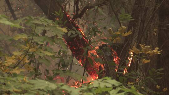森林火灾的特写镜头视频素材模板下载