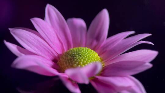 微距鲜花厨具非洲菊花蕊花粉