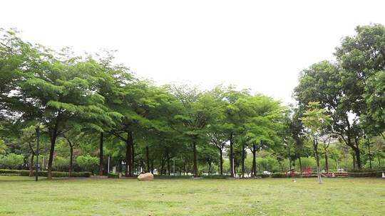 雨后的树林