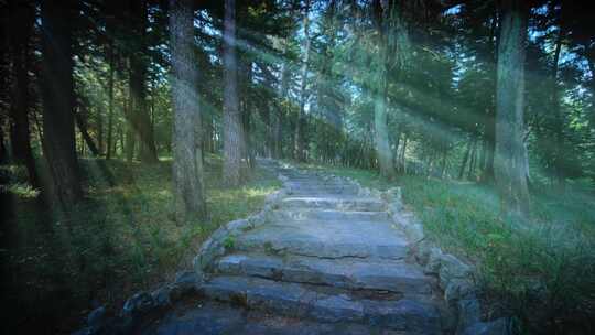光线阳光穿过松树林森林 丁达尔效应耶稣光