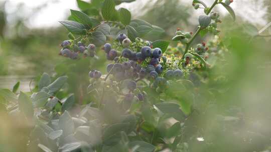 蓝莓、云南
